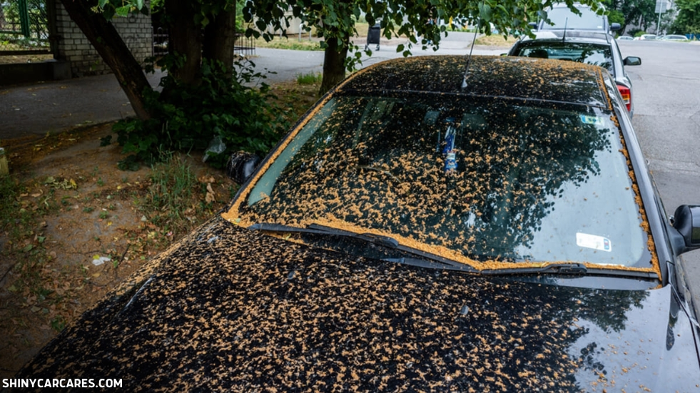 how to prevent tree sap on car
