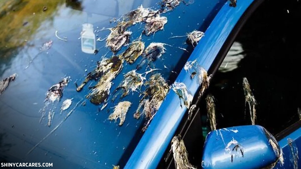 how to clean bird poop off windshield
